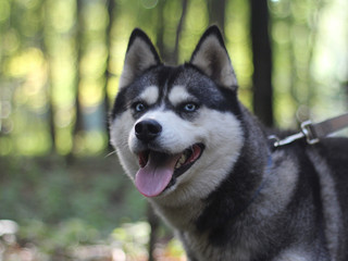Хаски с голубыми глазами в лесу