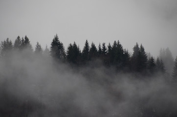Foggy forest