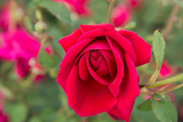 中の島バラ園　薔薇