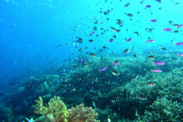 Fototapeta na wymiar Komodo island, Indonesia