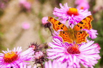 Butterfly on flower