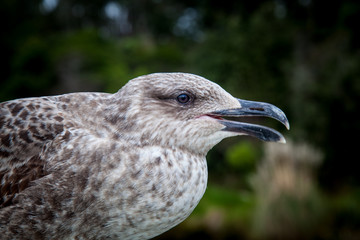seagull, black-backed gull, bird, juvenile