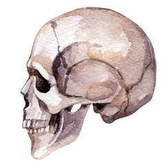 Watercolor human skull