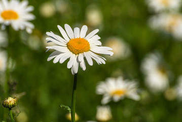 Obraz premium daisy flowers meadow closeup