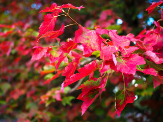 Fototapeta premium Maple Leaves Turning Red in the Autumn Sunshine