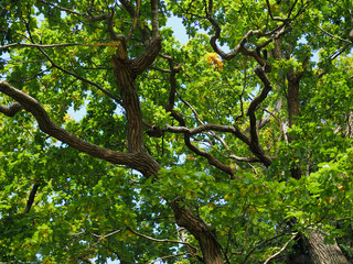 Old Oak Tree in Sussex on a Sunny Day