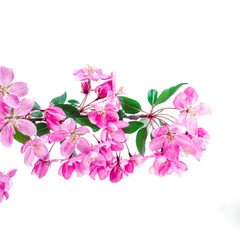 Flower branch © aardenn