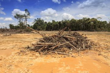 Deforestation: Borneo tropical rainforest is destroyed for oil palm plantations and human development.      © Richard Carey