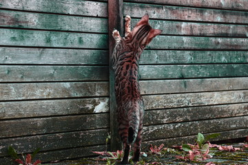 junge Bengalkatze