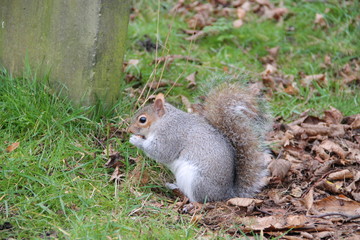 Squirrel eating quickly
