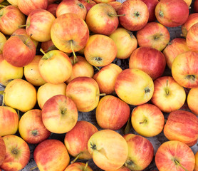 Apples