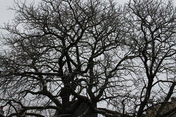 A single tree silhouette in urban city