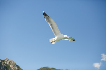 Gull spreads her wings while flying in blue sky