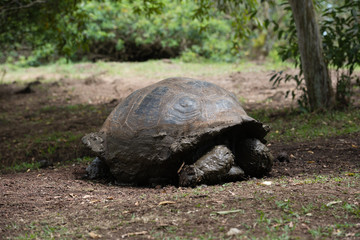 Obraz premium ゾウガメ