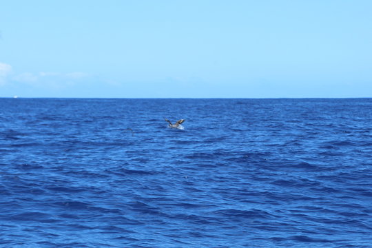 oiseau de mer en vol