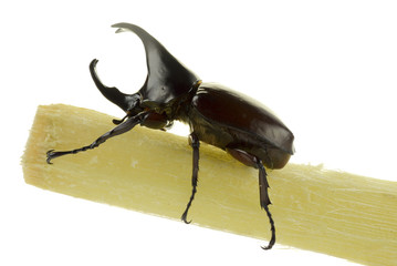 Dynastinae or rhinoceros beetles on white background