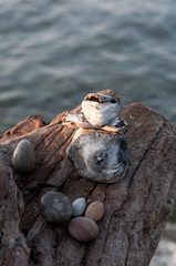 Strandgut von Ostsee. Holzstücke