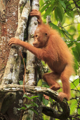 Orangutan - baby in rain forest tree