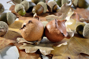 oak galls ,acorns ,placed on leaves.Tree infection
