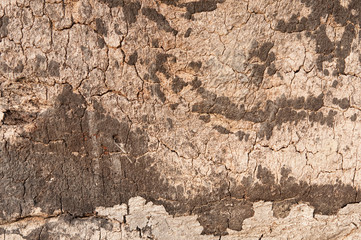 Treibholz als Naturstoff für Dekorationen.