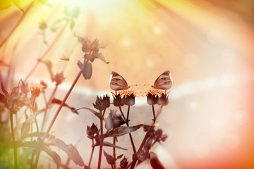 White butterflies on dry yellow flowers in meadow lit by sun rays