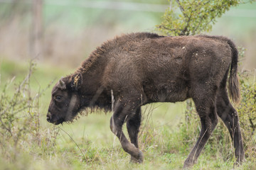 Bison bonasus - European bison - Milovice, Czech republic © Vera Kuttelvaserova