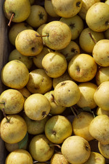 Food background with pears . Fresh ingredients on a wooden table