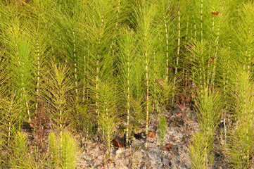 Frühling am Strand