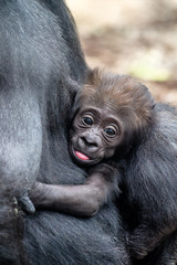 Gorilla - Mutter mit Kind