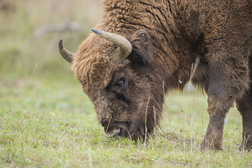 Bison bonasus - European bison - Milovice, Czech republic © Vera Kuttelvaserova