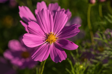 Obraz premium daisy flower pink cosmos
