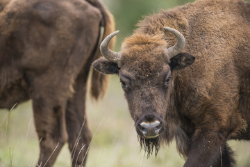 Bison bonasus - European bison - Milovice, Czech republic