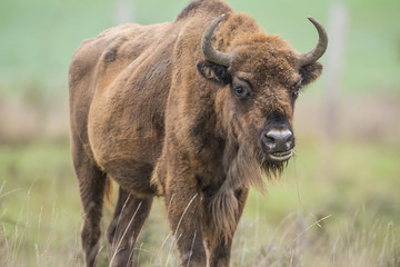 Bison bonasus - European bison - Milovice, Czech republic © Vera Kuttelvaserova