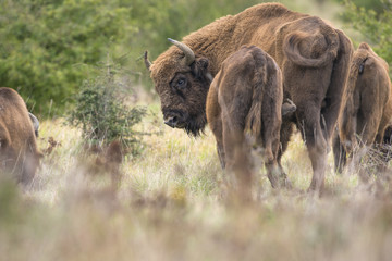 Fototapeta premium Bison bonasus - European bison - Milovice, Czech republic