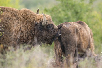 Bison bonasus - European bison - Milovice, Czech republic © Vera Kuttelvaserova