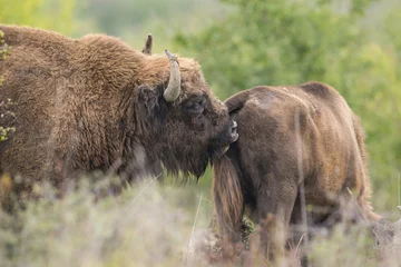 Foto op Plexiglas Bison bonasus - European bison - Milovice, Czech republic © Vera Kuttelvaserova