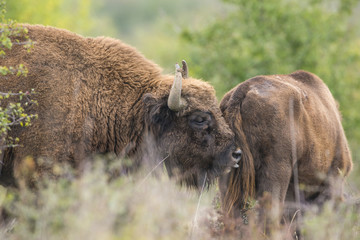 Bison bonasus - European bison - Milovice, Czech republic © Vera Kuttelvaserova