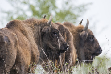Bison bonasus - European bison - Milovice, Czech republic © Vera Kuttelvaserova