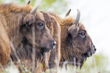 Bison bonasus - European bison - Milovice, Czech republic © Vera Kuttelvaserova