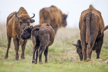 Bison bonasus - European bison - Milovice, Czech republic © Vera Kuttelvaserova