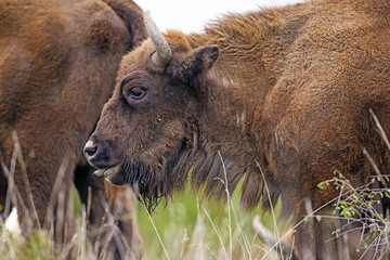 Bison bonasus - European bison - Milovice, Czech republic © Vera Kuttelvaserova