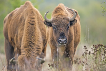 Bison bonasus - European bison - Milovice, Czech republic © Vera Kuttelvaserova