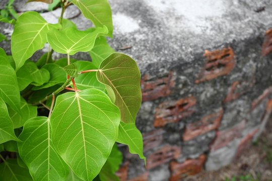 Bodhi  tree young (Ficus religiosa) Growing from the wall 