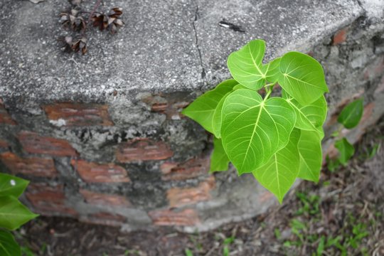 Bodhi  tree young (Ficus religiosa) Growing from the wall 