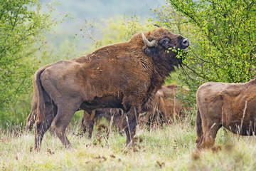 Bison bonasus - European bison - Milovice, Czech republic © Vera Kuttelvaserova