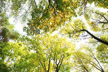  Different views of autumn scenery