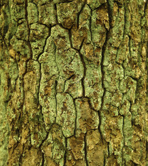 bark of tree