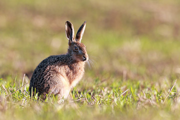 Brown Hare