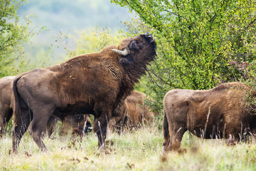 Bison bonasus - Bison d& 39 Europe - Milovice, République Tchèque