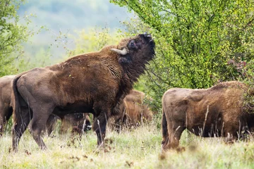 Foto op Canvas Bison bonasus - European bison - Milovice, Czech republic © Vera Kuttelvaserova